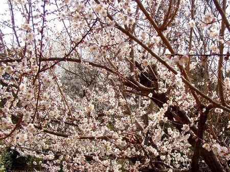 20130310ume.jpg