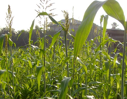 20140822naturalfarm.jpg